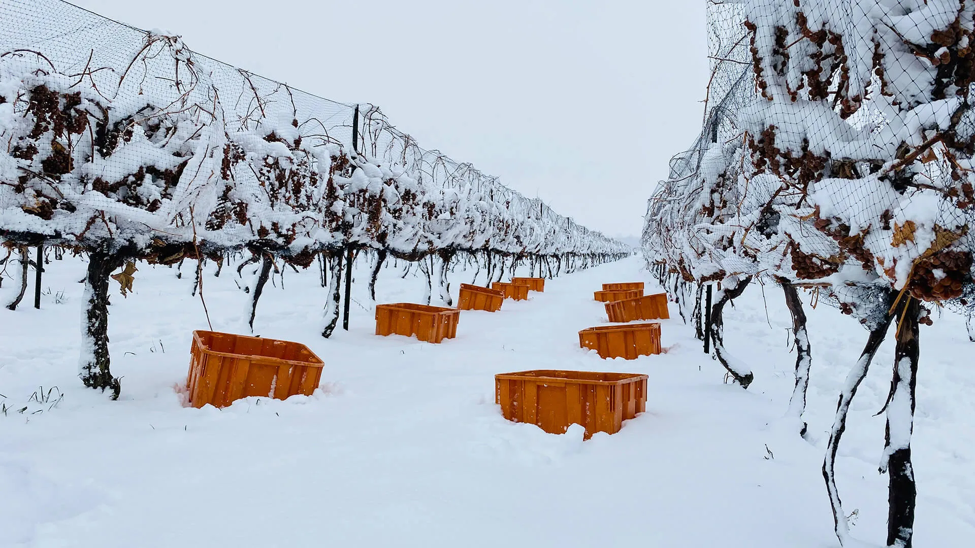 Slamové a ľadové víno - výroba a regulácie