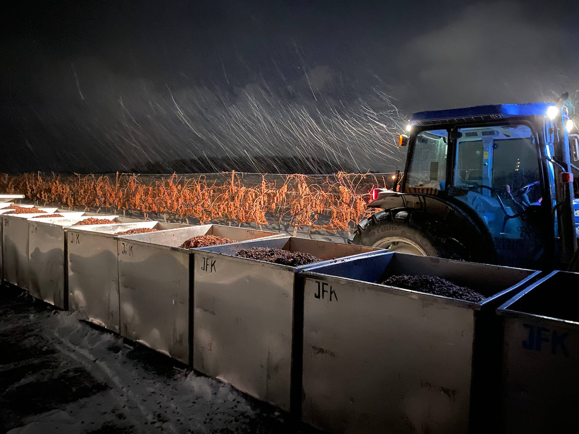 Icewine - harvest at night