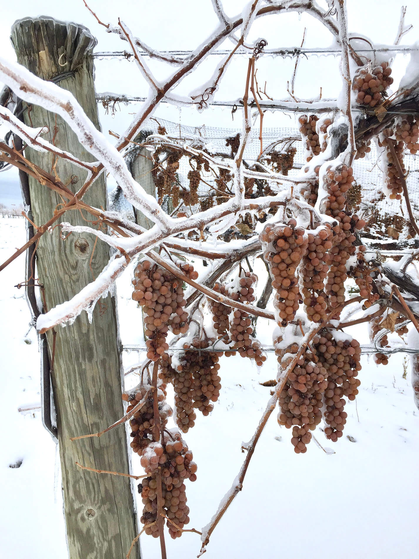 Icewine - bunch of frozen grapes