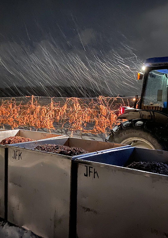 Icewine harvest at night